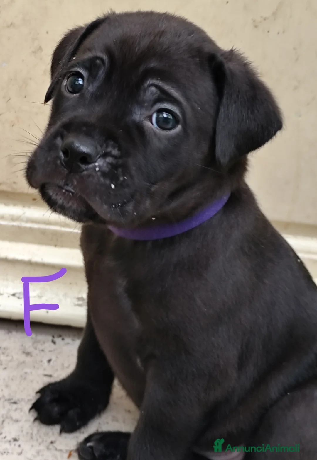 Cane Corso cani in vendita: Cuccioli di cane corso  - Annuncio 12