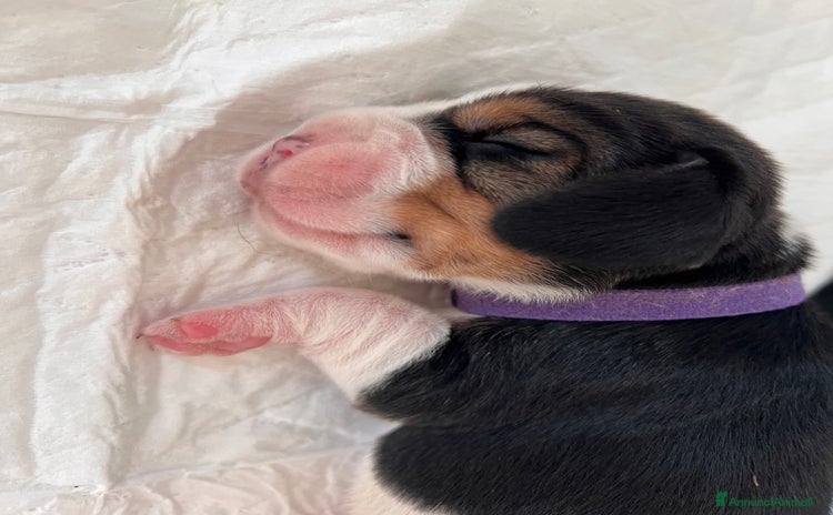 Beagle cani - Annuncio 12