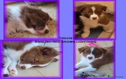 Border Collie cani in vendita: CUCCIOLO MARRONE BORDER COLLIE  a Città metropolitana di Roma Capitale - Immagine 6