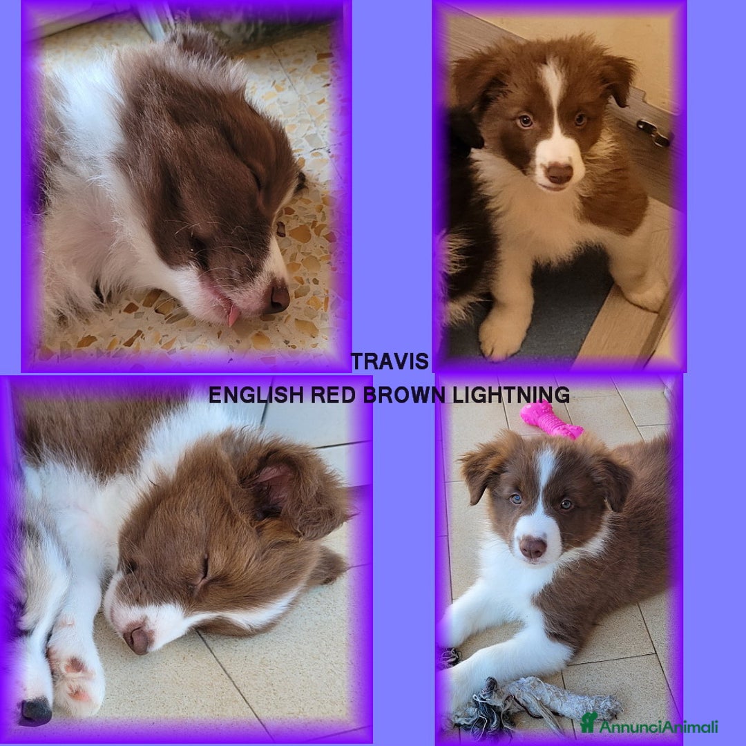 Border Collie cani in vendita: CUCCIOLO MARRONE BORDER COLLIE  a Città metropolitana di Roma Capitale - Immagine 6
