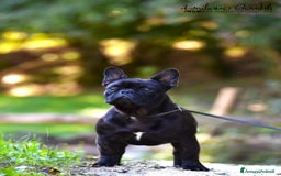 Bulldog Francese cani in vendita: Fulva femmina bulldog francese a Provincia di Rieti - Immagine 8