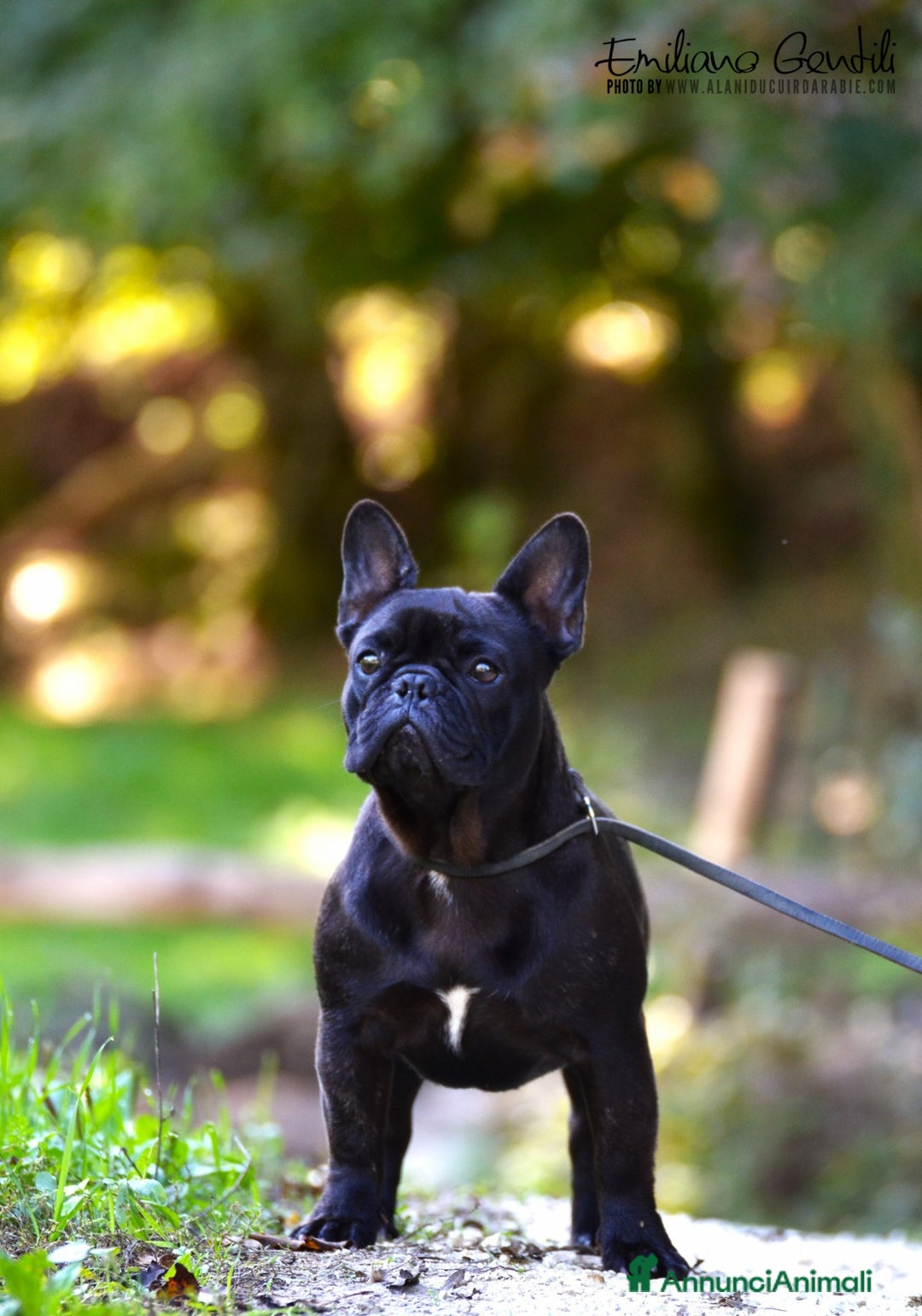 Bulldog Francese cani in vendita: Fulva femmina bulldog francese a Provincia di Rieti - Immagine 8