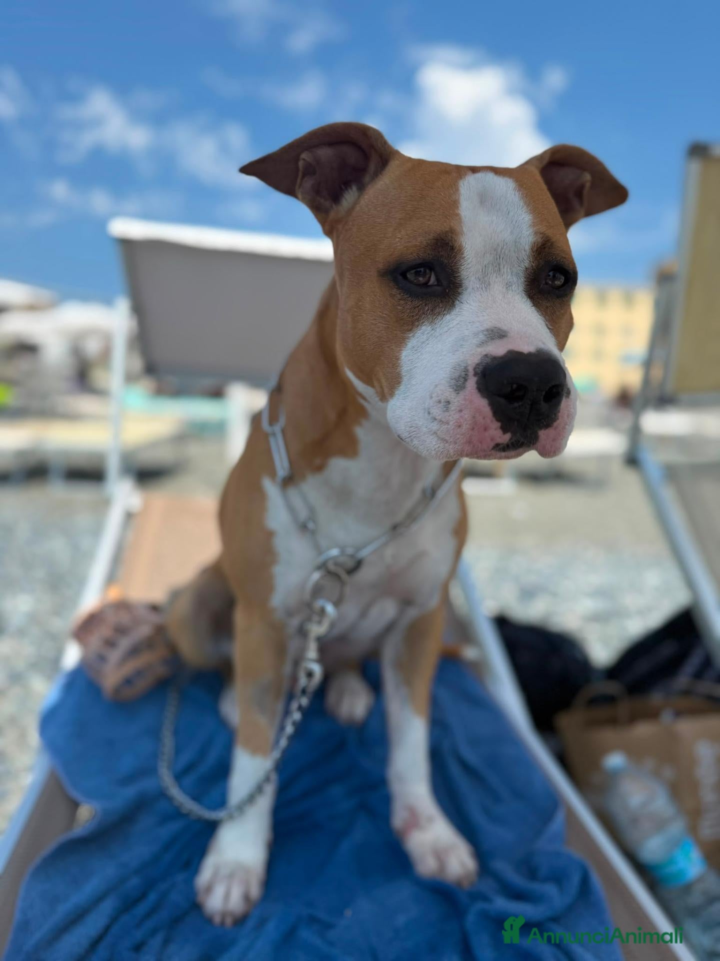 American Staffordshire cani adozione  - Annuncio 2