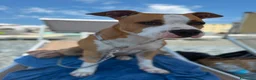American Staffordshire cani in regalo: adozione  a Città metropolitana di Milano - Annuncio 1
