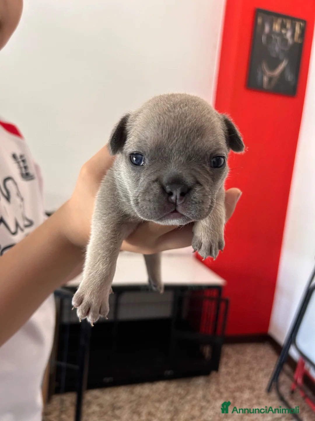 Bulldog Francese cani in vendita: Cuccioli di bulldog francese - Annuncio 1