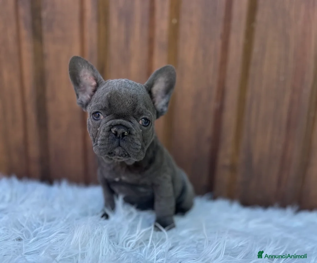 Bulldog Francese cani in vendita: Bulldog francese blu and tan - Annuncio 2