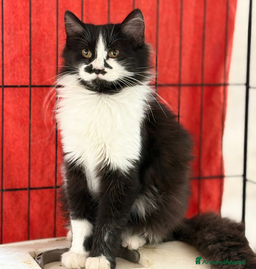 Europeo gatti in regalo: Due Gattini di 6 mesi - Annuncio 1