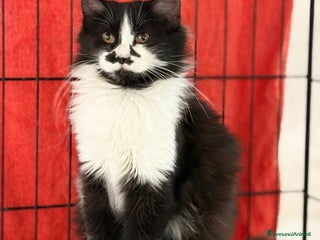 Europeo gatti Due Gattini di 6 mesi - Annuncio 38