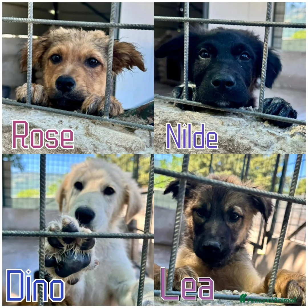 Meticcio cani in regalo: Lea.  a Provincia di Siena - Annuncio 2