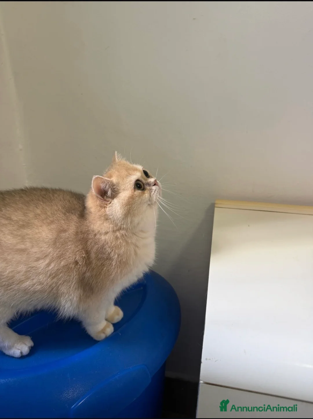 British gatti in vendita: British femmina blu Golden  - Annuncio 3