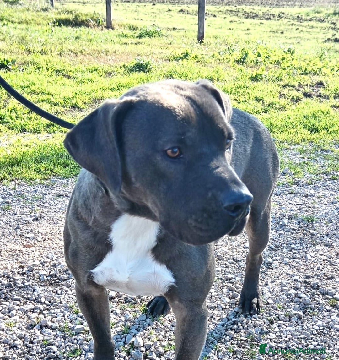 Pitbull cani in regalo: Simone Pit bull dal manto grigio in adozione a Provincia di Latina - Immagine 4