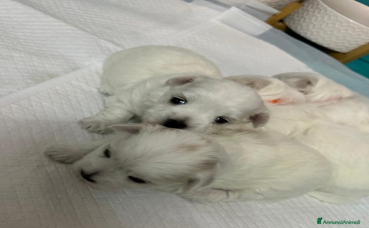 Maltese cani a Provincia di Pordenone - Annuncio 2