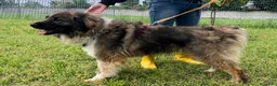 Meticcio cani in regalo: PRUGNA STUPENDA CAGNOLONA - Annuncio 8