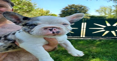 Bulldog Francese cani a Provincia di Treviso - Annuncio 4