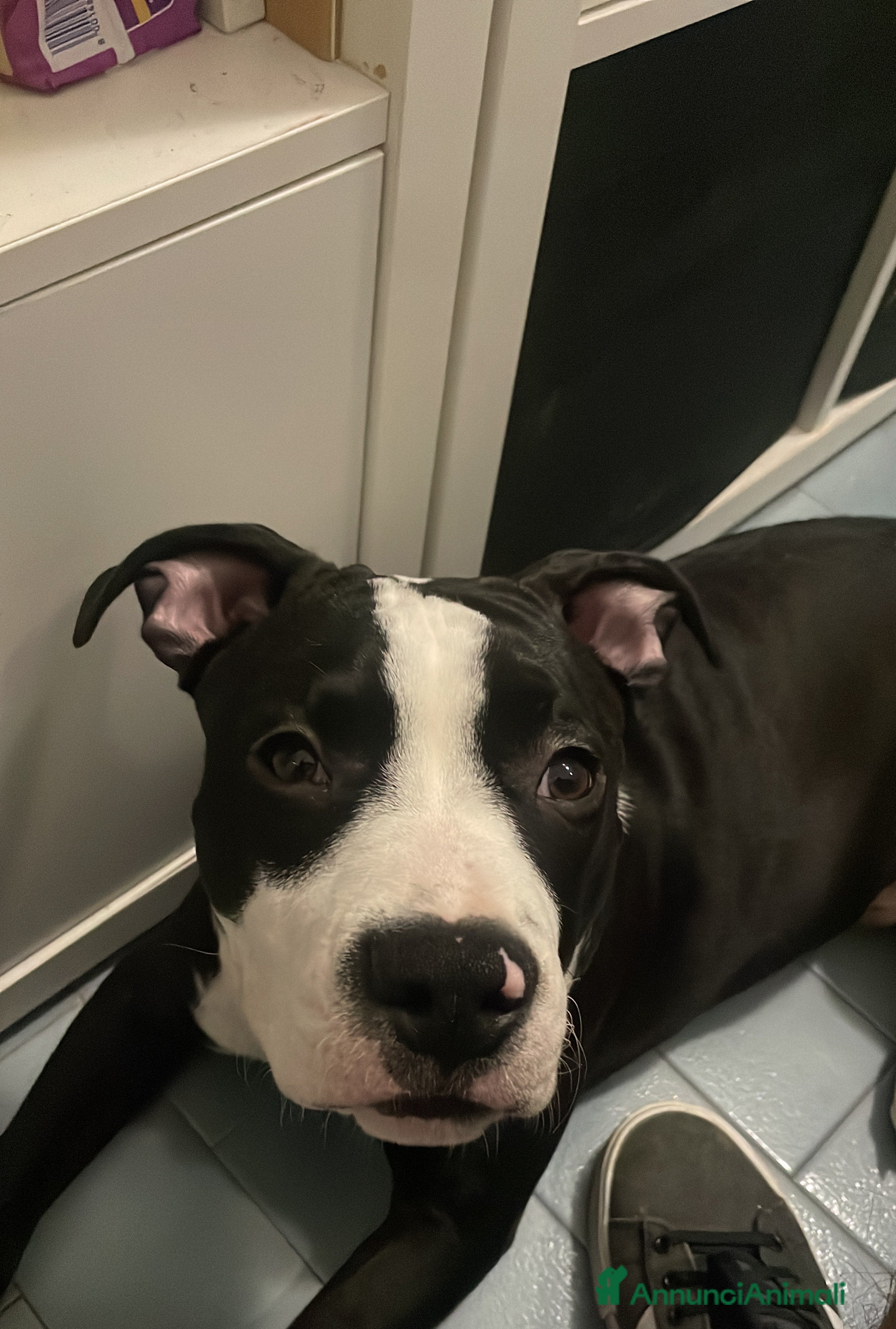 American Staffordshire cani CUCCIOLO AMSTAFF - Annuncio 2