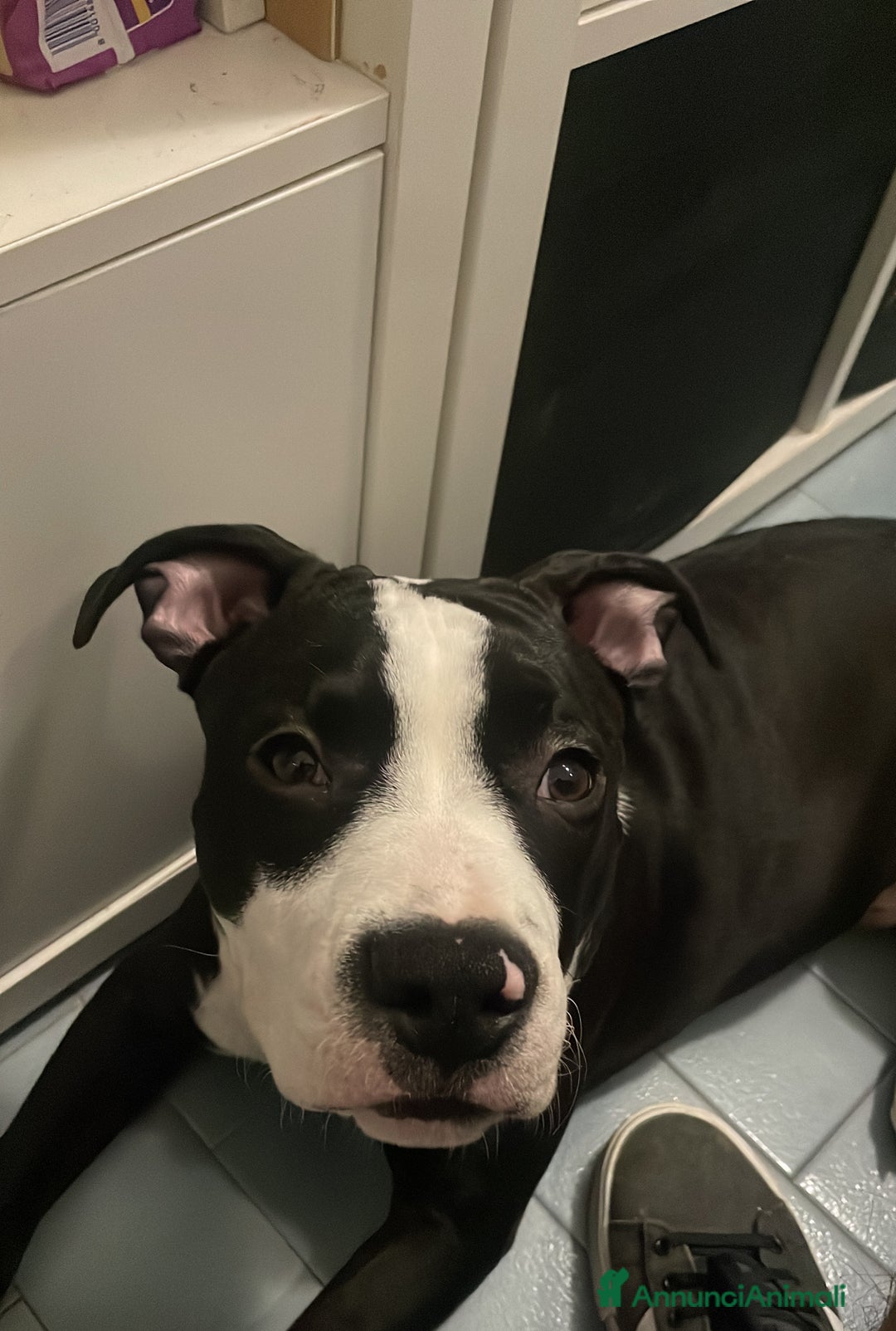 American Staffordshire cani in vendita: CUCCIOLO AMSTAFF - Annuncio 1