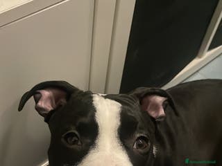 American Staffordshire cani CUCCIOLO AMSTAFF - Annuncio 2