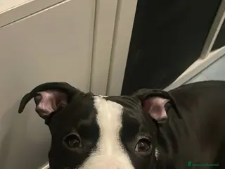 American Staffordshire cani CUCCIOLO AMSTAFF - Annuncio 2