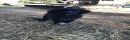 Pastore della Sila cani in vendita: Pastore della Sila  - Annuncio 7