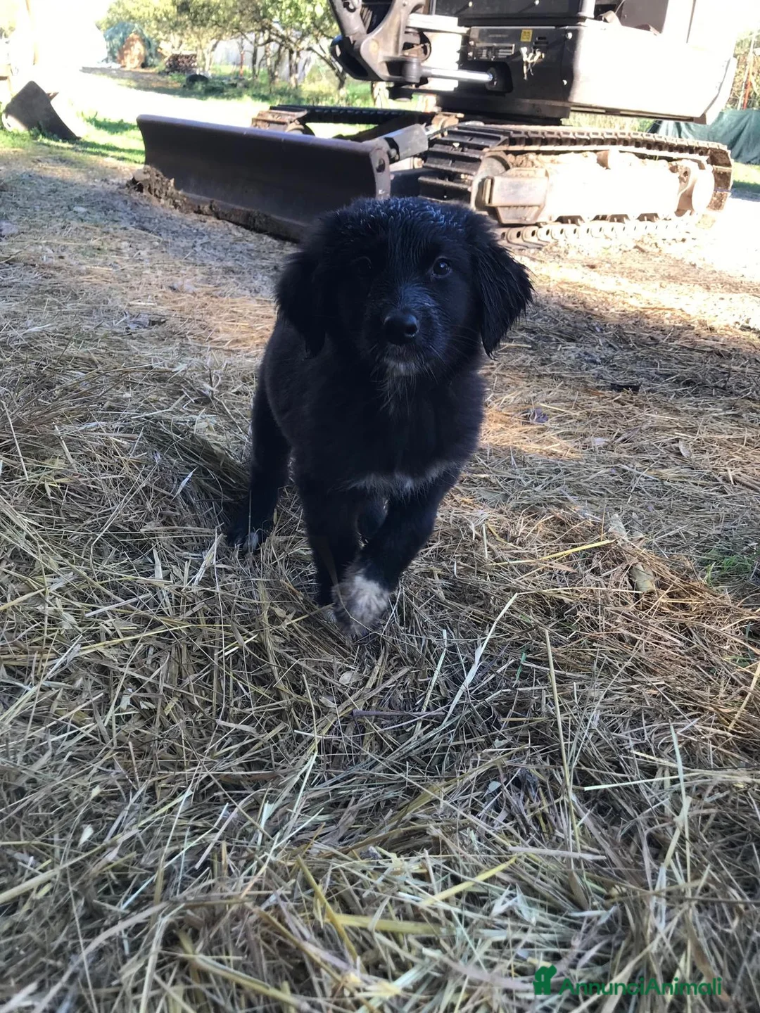 Pastore della Sila cani in vendita: Pastore della Sila  - Annuncio 7