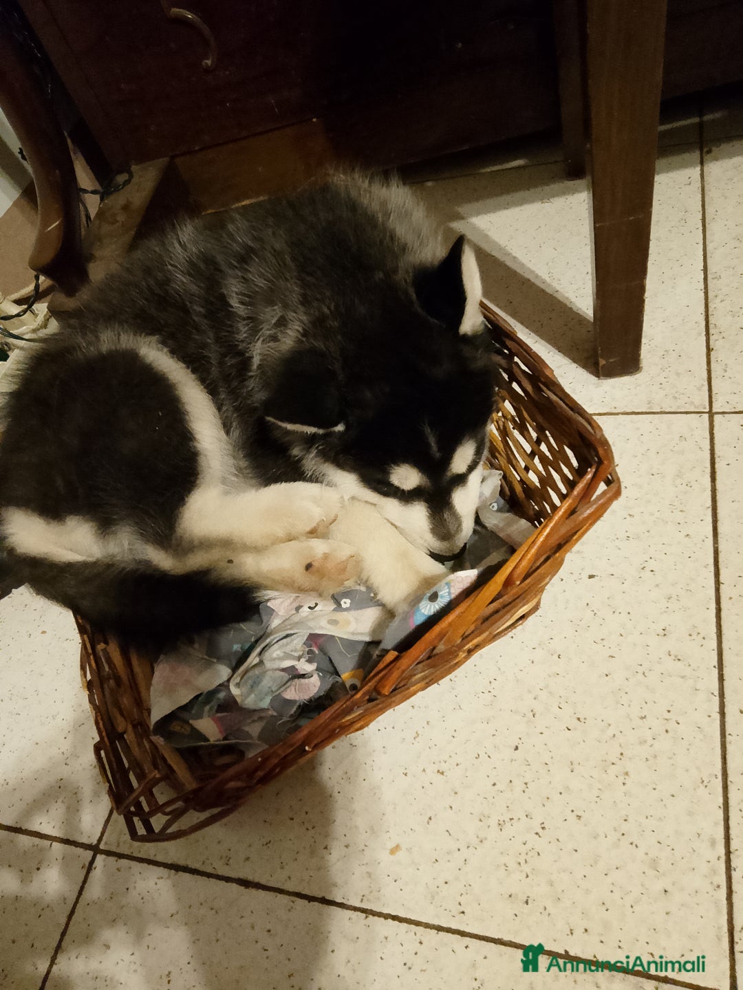 Husky cani in vendita: Cucciolo di siberian husky  - Annuncio 8