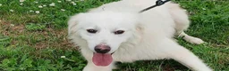 Meticcio cani in regalo: DANTE HA BISOGNO DI UNA CASA E TANTO AMORE - Annuncio 1