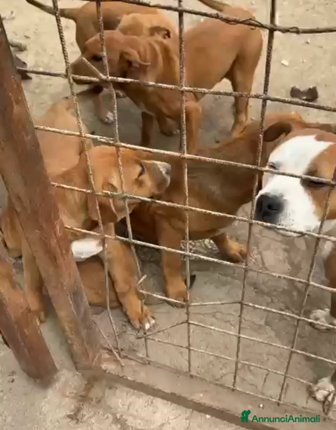 Meticcio cani in regalo: Dora, incrocio pitt/pastore! (5mesi) - Annuncio 2