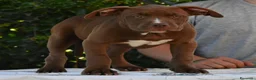 American Bully cani in vendita: Cucciole di American Bully XL. - Annuncio 4