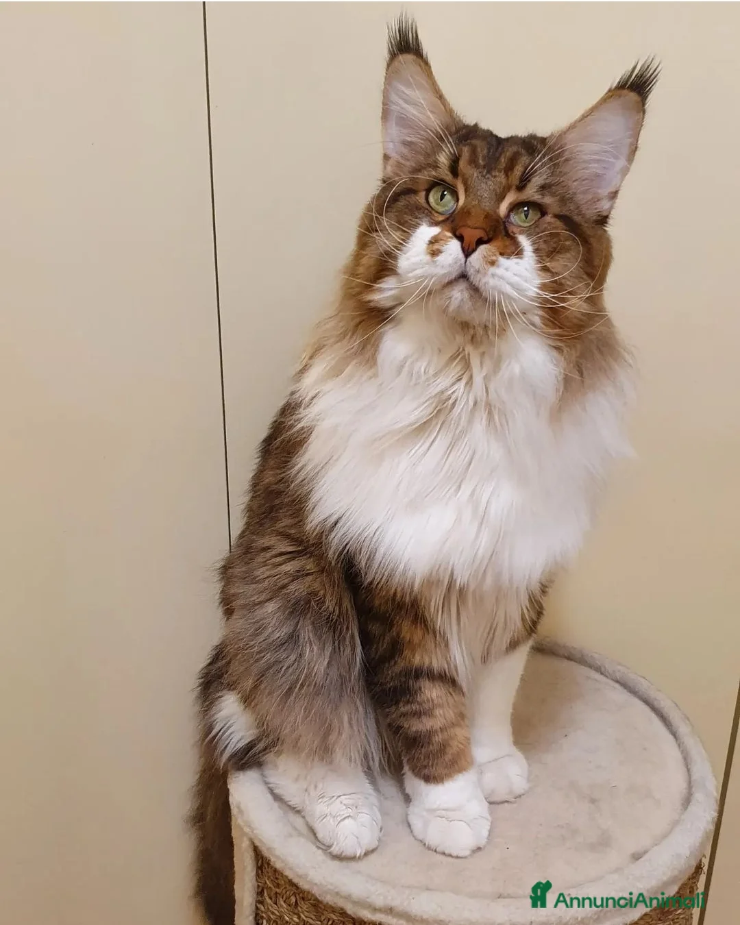 Immagine della galleria {{count}}