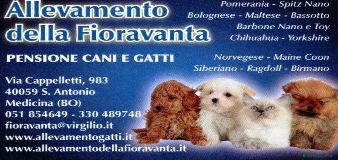 Immagine della galleria {{count}}