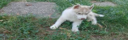 Husky cani in vendita: Siberian husky  a Provincia di Como - Annuncio 7