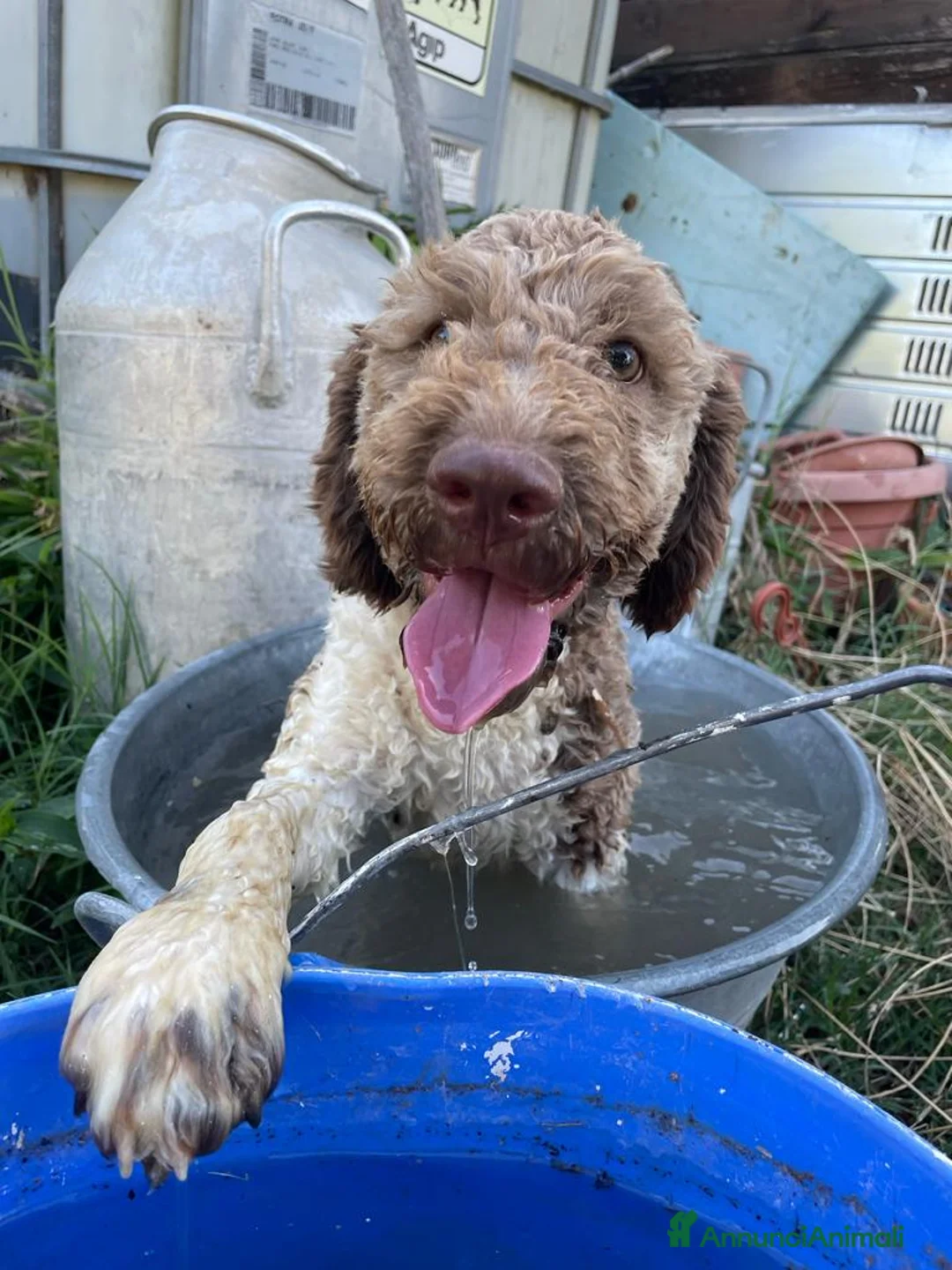 Lagotto cani in vendita: Vendo Lagotto romagnoli - Annuncio 1
