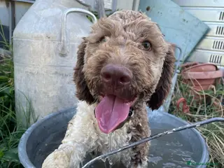 Lagotto cani Vendo Lagotto romagnoli - Annuncio 27