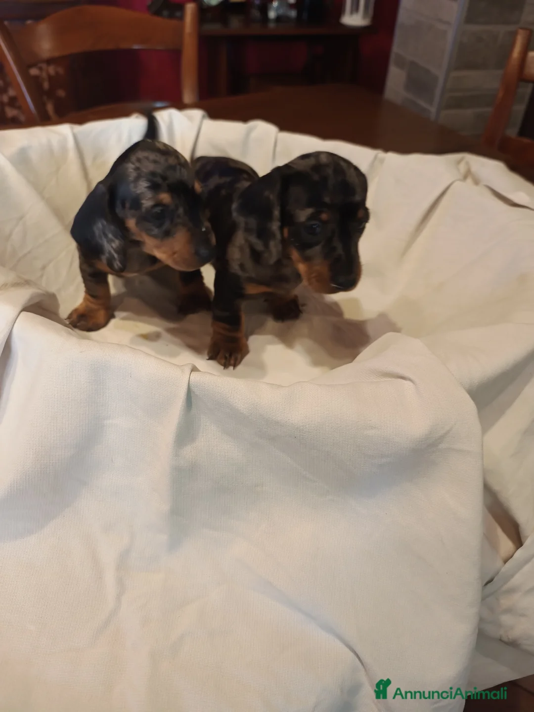 Bassotto cani in vendita: BASSOTTI TEDESCHI PELO CORTO  - Annuncio 2