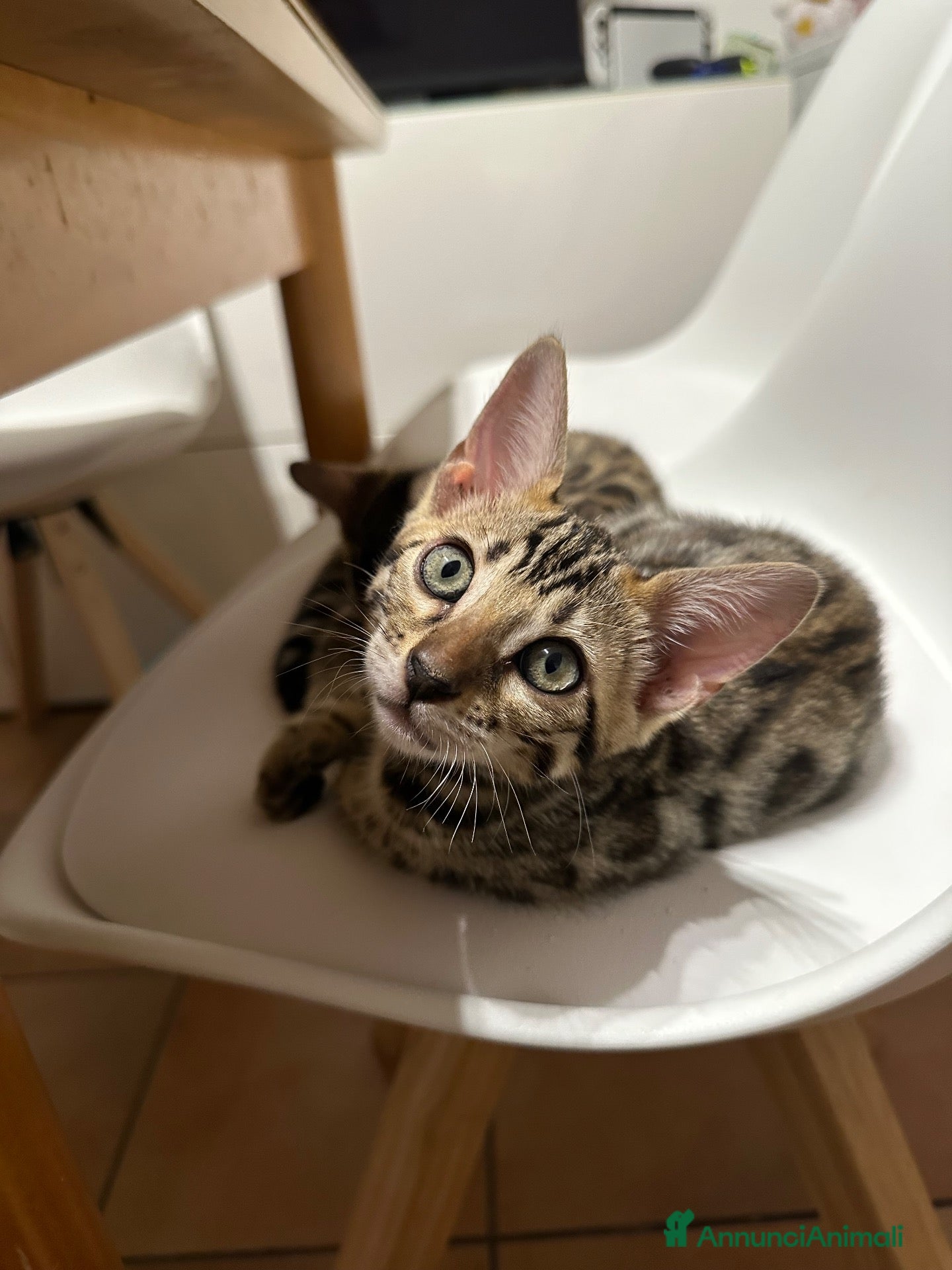 Bengala gatti Gattina Bengala senza Pedigree - Annuncio 10