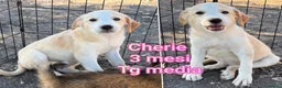 Meticcio cani in regalo: CUCCIOLI SOLI ED ESCLUSI  a Città Metropolitana di Genova - Annuncio 6