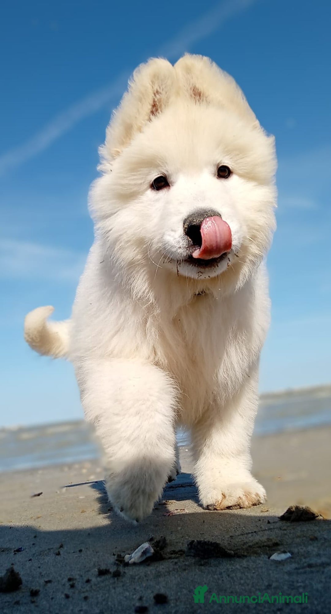 Pastore Svizzero cani in vendita: Ultimo cucciolo pelo lungo - Annuncio 11