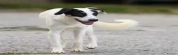Meticcio cani in regalo: jasmine - Annuncio 2