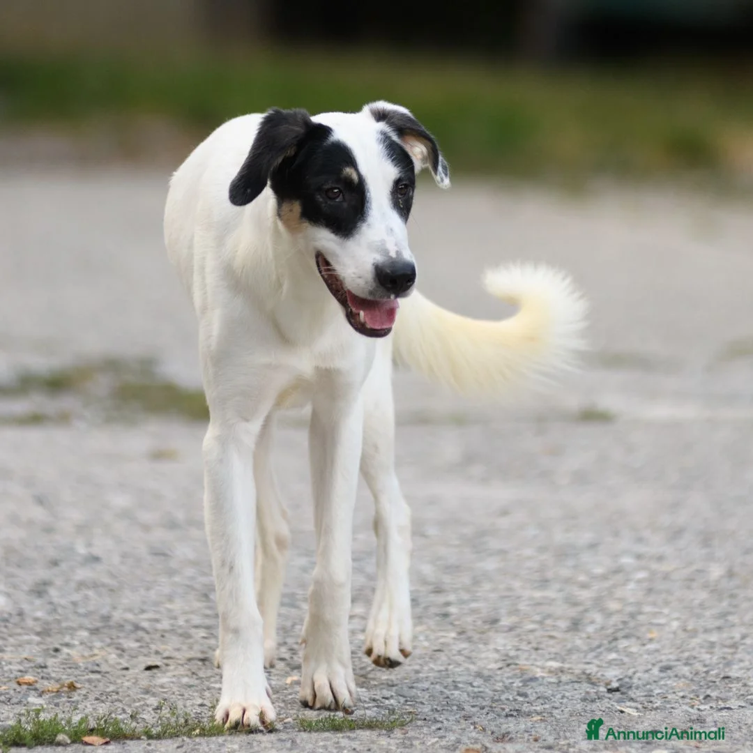 Meticcio cani in regalo: jasmine - Annuncio 2