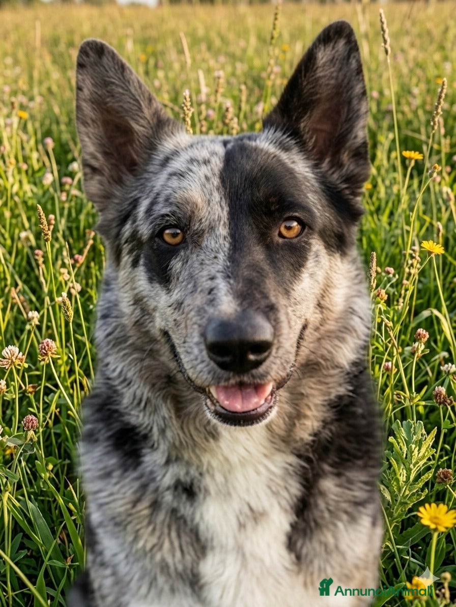 Meticcio cani UN VERO AMICO A 4 ZAMPE!!! - Annuncio 1
