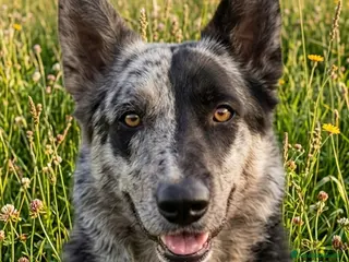 Meticcio cani UN VERO AMICO A 4 ZAMPE!!! - Annuncio 1