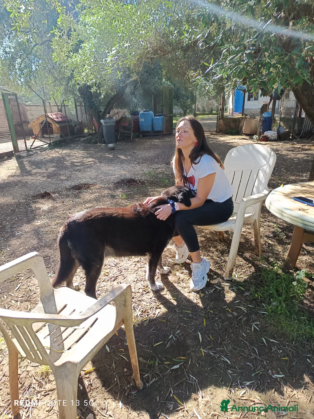 Meticcio cani in regalo: Arya e Sansa carattere meraviglioso - Annuncio 5