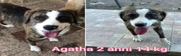 Meticcio cani in regalo: CANI TAGLIA PICCOLA E CONTENUTA  a Provincia di Pistoia - Annuncio 8