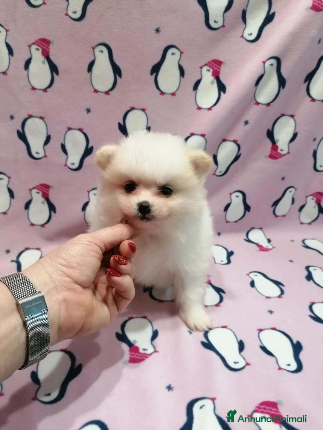 Volpino Pomerania cani in vendita: Volpino Pomerania cucciole femmine - Annuncio 1