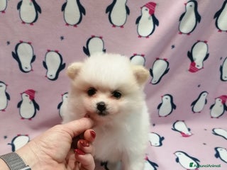 Volpino Pomerania cani Volpino Pomerania cucciole femmine - Annuncio 1