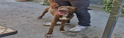 Meticcio cani in regalo: Riportato in rifugio a 9 mesi.... a Provincia di Prato - Annuncio 2