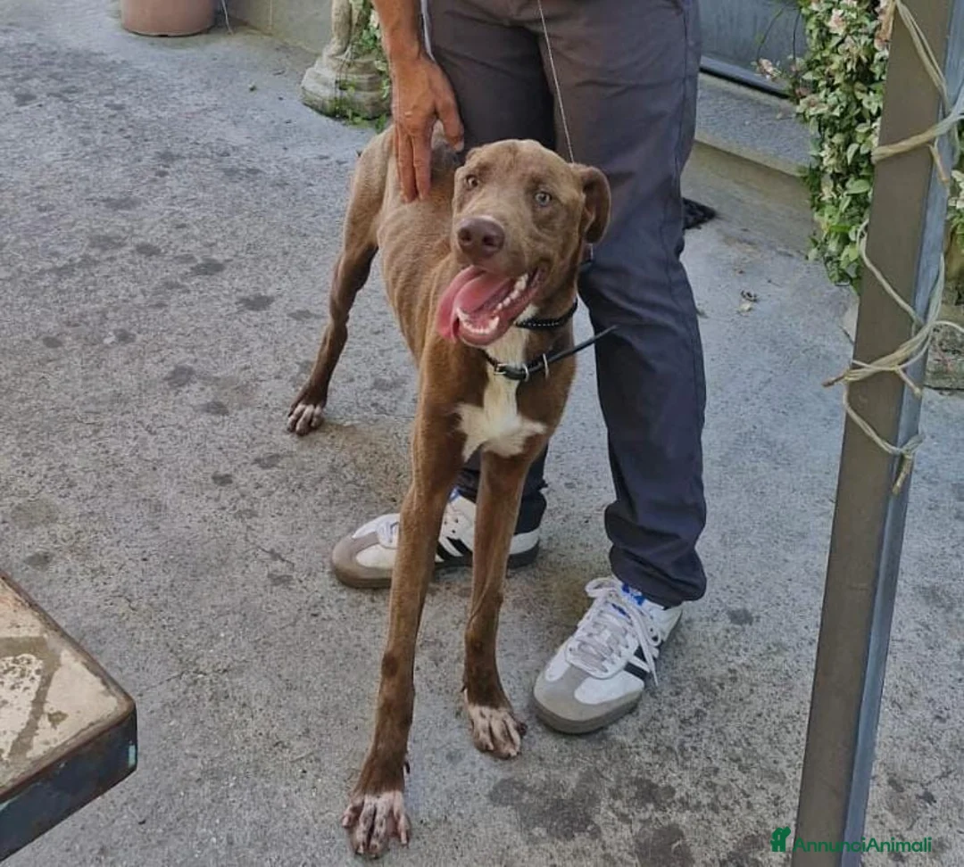 Meticcio cani in regalo: Riportato in rifugio a 9 mesi.... a Provincia di Prato - Annuncio 2