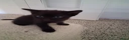 Meticcio gatti in regalo: Regalo gattini neri a Provincia di Ferrara - Annuncio 2
