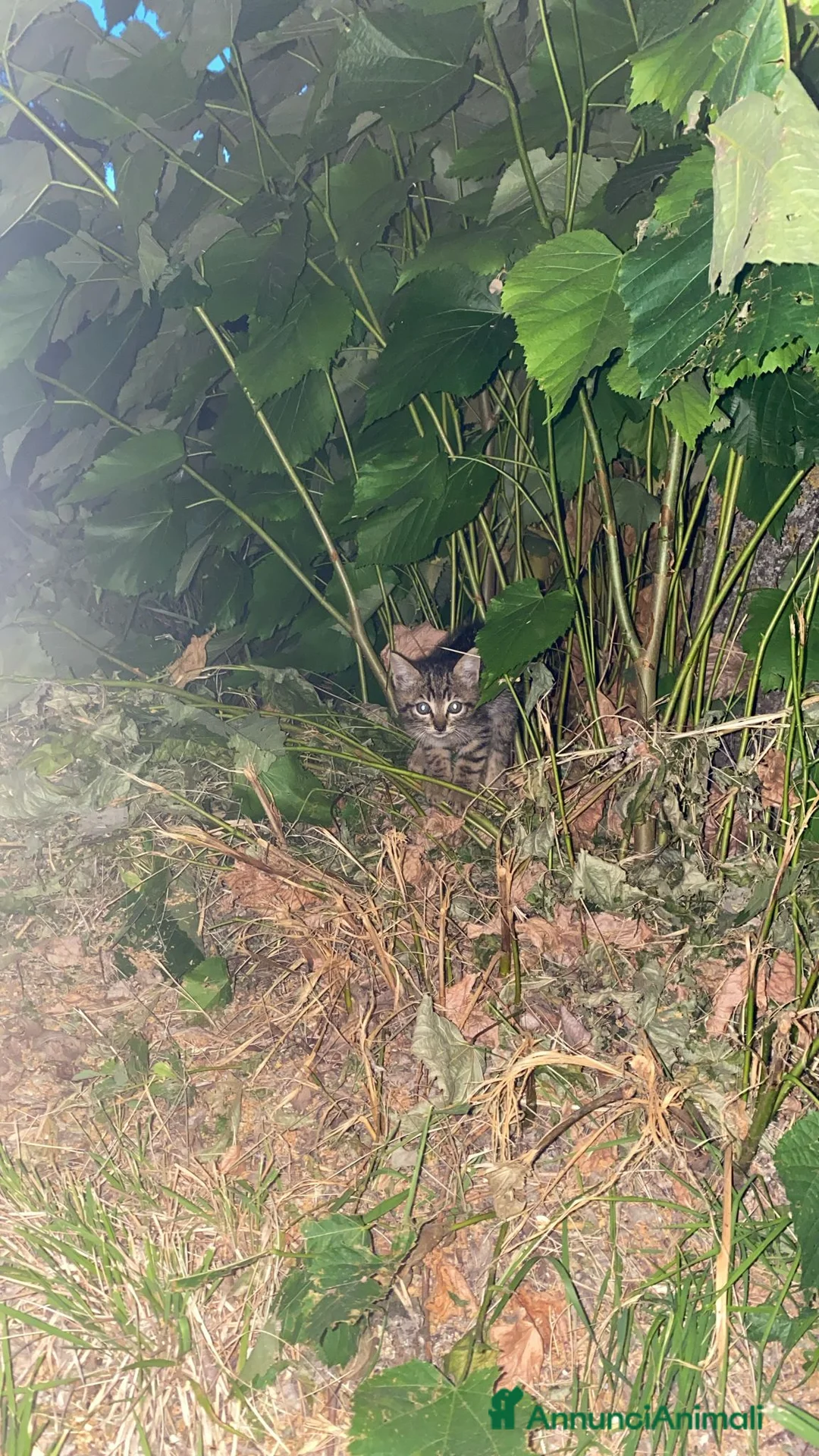 Altre razze gatti in regalo: ALVIN CERCA CASA 🏡 - Annuncio 2
