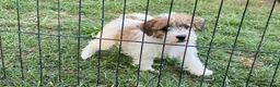 Jack Russell cani in vendita: Jack Russell terrier pelo ruvido  - Annuncio 7